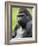 Male Silverback Western Lowland Gorilla Portrait, France-Eric Baccega-Framed Photographic Print