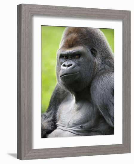 Male Silverback Western Lowland Gorilla Portrait, France-Eric Baccega-Framed Photographic Print