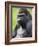 Male Silverback Western Lowland Gorilla Portrait, France-Eric Baccega-Framed Photographic Print