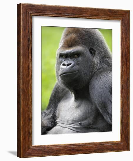 Male Silverback Western Lowland Gorilla Portrait, France-Eric Baccega-Framed Photographic Print