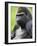 Male Silverback Western Lowland Gorilla Portrait, France-Eric Baccega-Framed Photographic Print