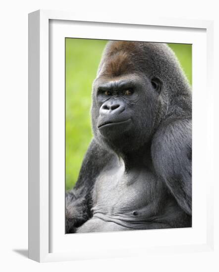 Male Silverback Western Lowland Gorilla Portrait, France-Eric Baccega-Framed Photographic Print