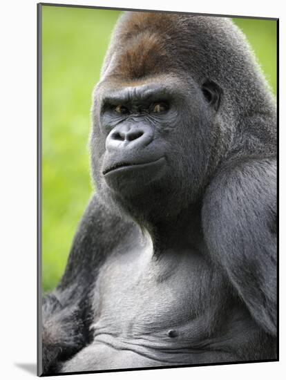 Male Silverback Western Lowland Gorilla Portrait, France-Eric Baccega-Mounted Photographic Print