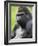 Male Silverback Western Lowland Gorilla Portrait, France-Eric Baccega-Framed Photographic Print