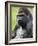 Male Silverback Western Lowland Gorilla Portrait, France-Eric Baccega-Framed Photographic Print