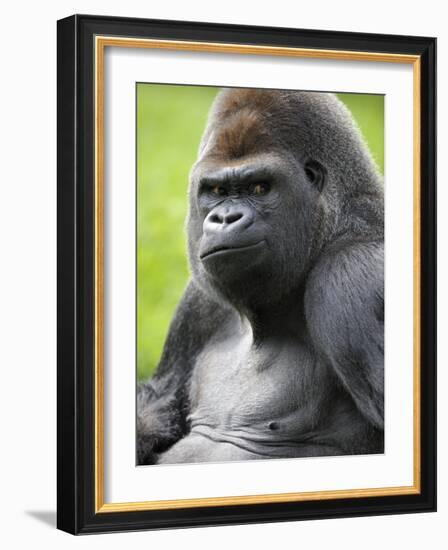 Male Silverback Western Lowland Gorilla Portrait, France-Eric Baccega-Framed Photographic Print