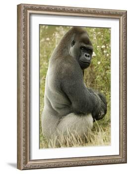 Male Silverback Western Lowland Gorilla Sitting Portrait (Gorilla Gorilla Gorilla) Uk-T^j^ Rich-Framed Photographic Print
