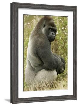 Male Silverback Western Lowland Gorilla Sitting Portrait (Gorilla Gorilla Gorilla) Uk-T^j^ Rich-Framed Photographic Print