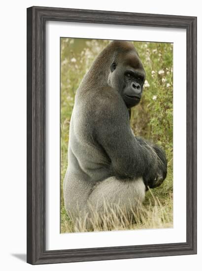Male Silverback Western Lowland Gorilla Sitting Portrait (Gorilla Gorilla Gorilla) Uk-T^j^ Rich-Framed Photographic Print