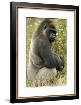 Male Silverback Western Lowland Gorilla Sitting Portrait (Gorilla Gorilla Gorilla) Uk-T^j^ Rich-Framed Photographic Print