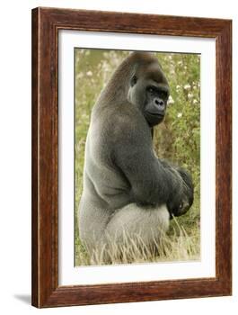 Male Silverback Western Lowland Gorilla Sitting Portrait (Gorilla Gorilla Gorilla) Uk-T^j^ Rich-Framed Photographic Print