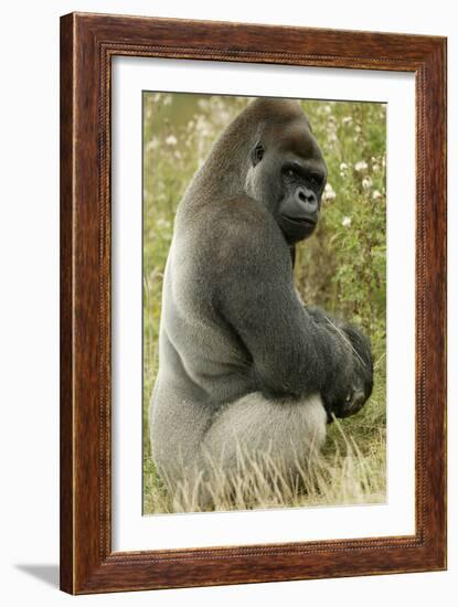 Male Silverback Western Lowland Gorilla Sitting Portrait (Gorilla Gorilla Gorilla) Uk-T^j^ Rich-Framed Photographic Print