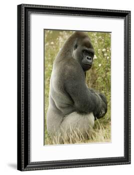 Male Silverback Western Lowland Gorilla Sitting Portrait (Gorilla Gorilla Gorilla) Uk-T^j^ Rich-Framed Photographic Print