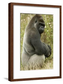 Male Silverback Western Lowland Gorilla Sitting Portrait (Gorilla Gorilla Gorilla) Uk-T^j^ Rich-Framed Photographic Print
