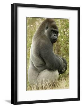 Male Silverback Western Lowland Gorilla Sitting Portrait (Gorilla Gorilla Gorilla) Uk-T^j^ Rich-Framed Photographic Print