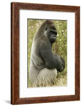 Male Silverback Western Lowland Gorilla Sitting Portrait (Gorilla Gorilla Gorilla) Uk-T^j^ Rich-Framed Photographic Print