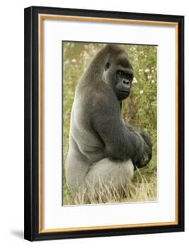 Male Silverback Western Lowland Gorilla Sitting Portrait (Gorilla Gorilla Gorilla) Uk-T^j^ Rich-Framed Photographic Print