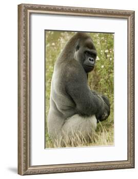 Male Silverback Western Lowland Gorilla Sitting Portrait (Gorilla Gorilla Gorilla) Uk-T^j^ Rich-Framed Photographic Print