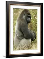 Male Silverback Western Lowland Gorilla Sitting Portrait (Gorilla Gorilla Gorilla) Uk-T^j^ Rich-Framed Photographic Print