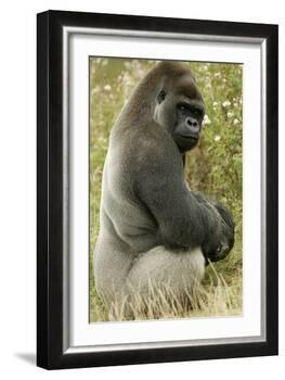 Male Silverback Western Lowland Gorilla Sitting Portrait (Gorilla Gorilla Gorilla) Uk-T^j^ Rich-Framed Photographic Print