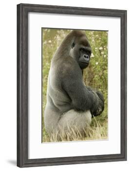 Male Silverback Western Lowland Gorilla Sitting Portrait (Gorilla Gorilla Gorilla) Uk-T^j^ Rich-Framed Photographic Print