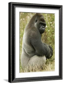 Male Silverback Western Lowland Gorilla Sitting Portrait (Gorilla Gorilla Gorilla) Uk-T^j^ Rich-Framed Photographic Print