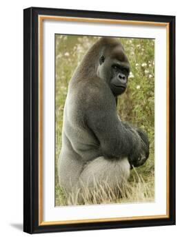 Male Silverback Western Lowland Gorilla Sitting Portrait (Gorilla Gorilla Gorilla) Uk-T^j^ Rich-Framed Photographic Print