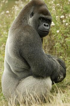 Throw Pillow A large male silver of back gorilla sitting 