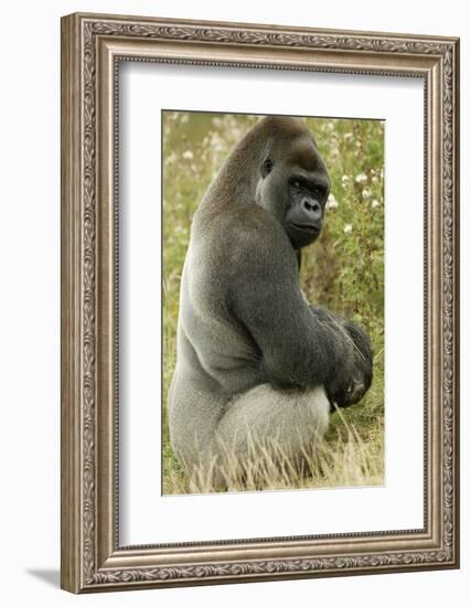 Male Silverback Western Lowland Gorilla Sitting Portrait (Gorilla Gorilla Gorilla) Uk-T^j^ Rich-Framed Photographic Print