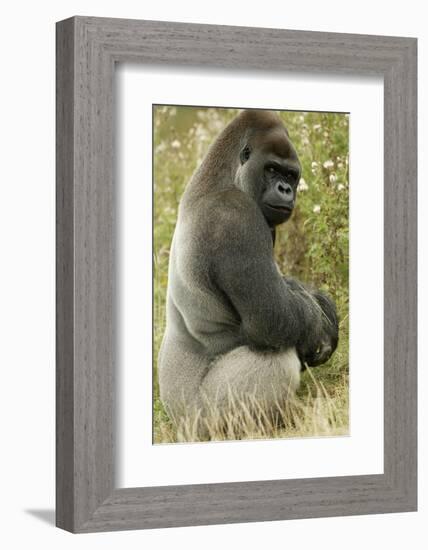 Male Silverback Western Lowland Gorilla Sitting Portrait (Gorilla Gorilla Gorilla) Uk-T^j^ Rich-Framed Photographic Print