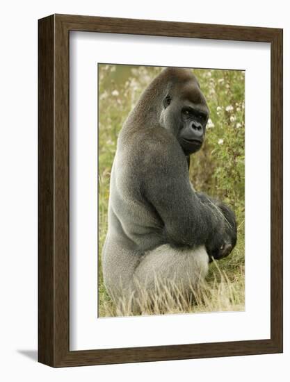 Male Silverback Western Lowland Gorilla Sitting Portrait (Gorilla Gorilla Gorilla) Uk-T^j^ Rich-Framed Photographic Print