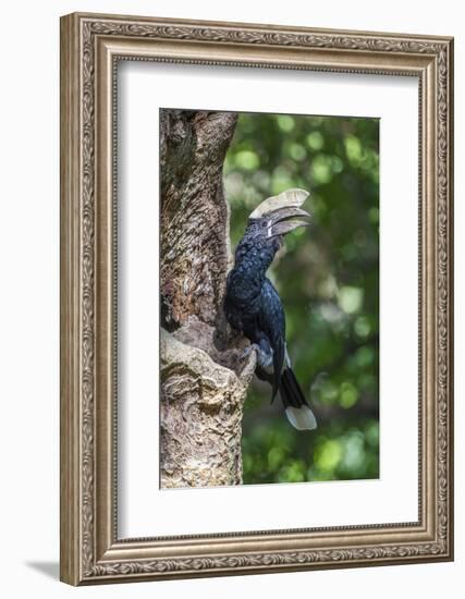 Male Silvery-Cheeked Hornbill at its Nest, Lake Manyara NP, Tanzania-James Heupel-Framed Photographic Print