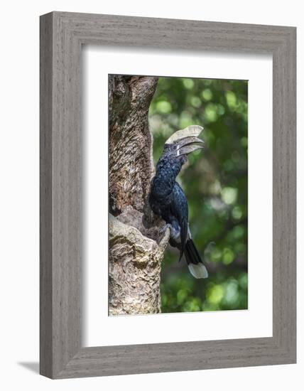 Male Silvery-Cheeked Hornbill at its Nest, Lake Manyara NP, Tanzania-James Heupel-Framed Photographic Print