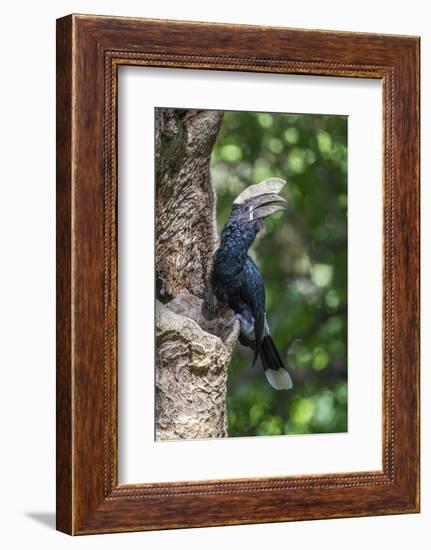 Male Silvery-Cheeked Hornbill at its Nest, Lake Manyara NP, Tanzania-James Heupel-Framed Photographic Print