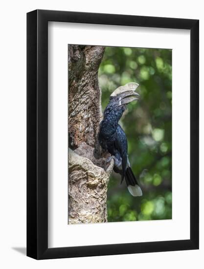 Male Silvery-Cheeked Hornbill at its Nest, Lake Manyara NP, Tanzania-James Heupel-Framed Photographic Print