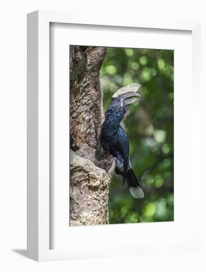 Male Silvery-Cheeked Hornbill at its Nest, Lake Manyara NP, Tanzania-James Heupel-Framed Photographic Print