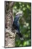 Male Silvery-Cheeked Hornbill at its Nest, Lake Manyara NP, Tanzania-James Heupel-Mounted Photographic Print