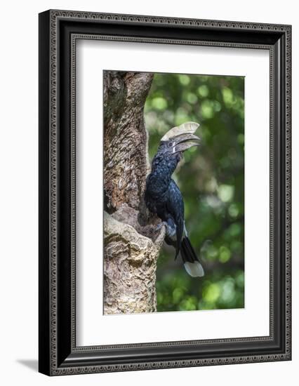 Male Silvery-Cheeked Hornbill at its Nest, Lake Manyara NP, Tanzania-James Heupel-Framed Photographic Print