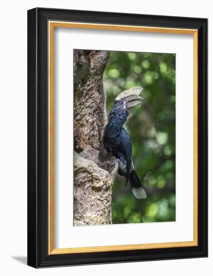 Male Silvery-Cheeked Hornbill at its Nest, Lake Manyara NP, Tanzania-James Heupel-Framed Photographic Print