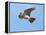 Male Skylark (Alauda Arvensis) in Flight, Singing, Denmark Farm, Lampeter, Ceredigion, Wales, UK-Richard Steel-Framed Premier Image Canvas