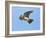 Male Skylark (Alauda Arvensis) in Flight, Singing, Denmark Farm, Lampeter, Ceredigion, Wales, UK-Richard Steel-Framed Photographic Print