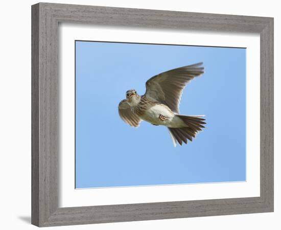 Male Skylark (Alauda Arvensis) in Flight, Singing, Denmark Farm, Lampeter, Ceredigion, Wales, UK-Richard Steel-Framed Photographic Print