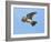 Male Skylark (Alauda Arvensis) in Flight, Singing, Denmark Farm, Lampeter, Ceredigion, Wales, UK-Richard Steel-Framed Photographic Print