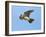 Male Skylark (Alauda Arvensis) in Flight, Singing, Denmark Farm, Lampeter, Ceredigion, Wales, UK-Richard Steel-Framed Photographic Print