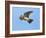 Male Skylark (Alauda Arvensis) in Flight, Singing, Denmark Farm, Lampeter, Ceredigion, Wales, UK-Richard Steel-Framed Photographic Print