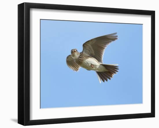 Male Skylark (Alauda Arvensis) in Flight, Singing, Denmark Farm, Lampeter, Ceredigion, Wales, UK-Richard Steel-Framed Photographic Print