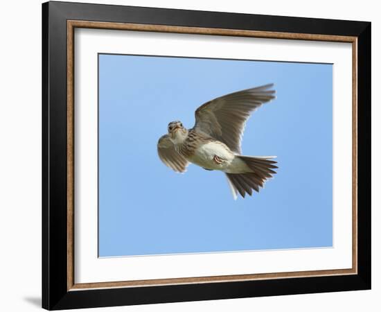 Male Skylark (Alauda Arvensis) in Flight, Singing, Denmark Farm, Lampeter, Ceredigion, Wales, UK-Richard Steel-Framed Photographic Print