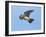 Male Skylark (Alauda Arvensis) in Flight, Singing, Denmark Farm, Lampeter, Ceredigion, Wales, UK-Richard Steel-Framed Photographic Print