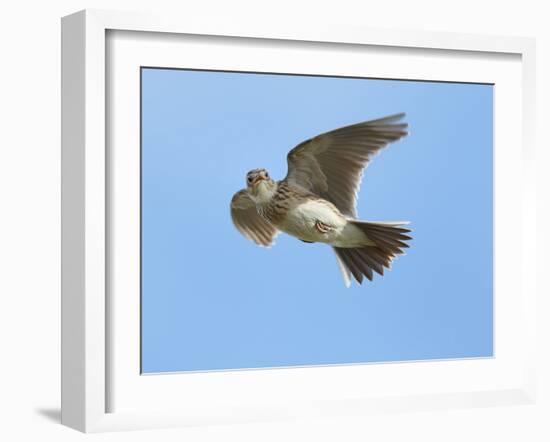 Male Skylark (Alauda Arvensis) in Flight, Singing, Denmark Farm, Lampeter, Ceredigion, Wales, UK-Richard Steel-Framed Photographic Print