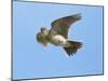 Male Skylark (Alauda Arvensis) in Flight, Singing, Denmark Farm, Lampeter, Ceredigion, Wales, UK-Richard Steel-Mounted Photographic Print